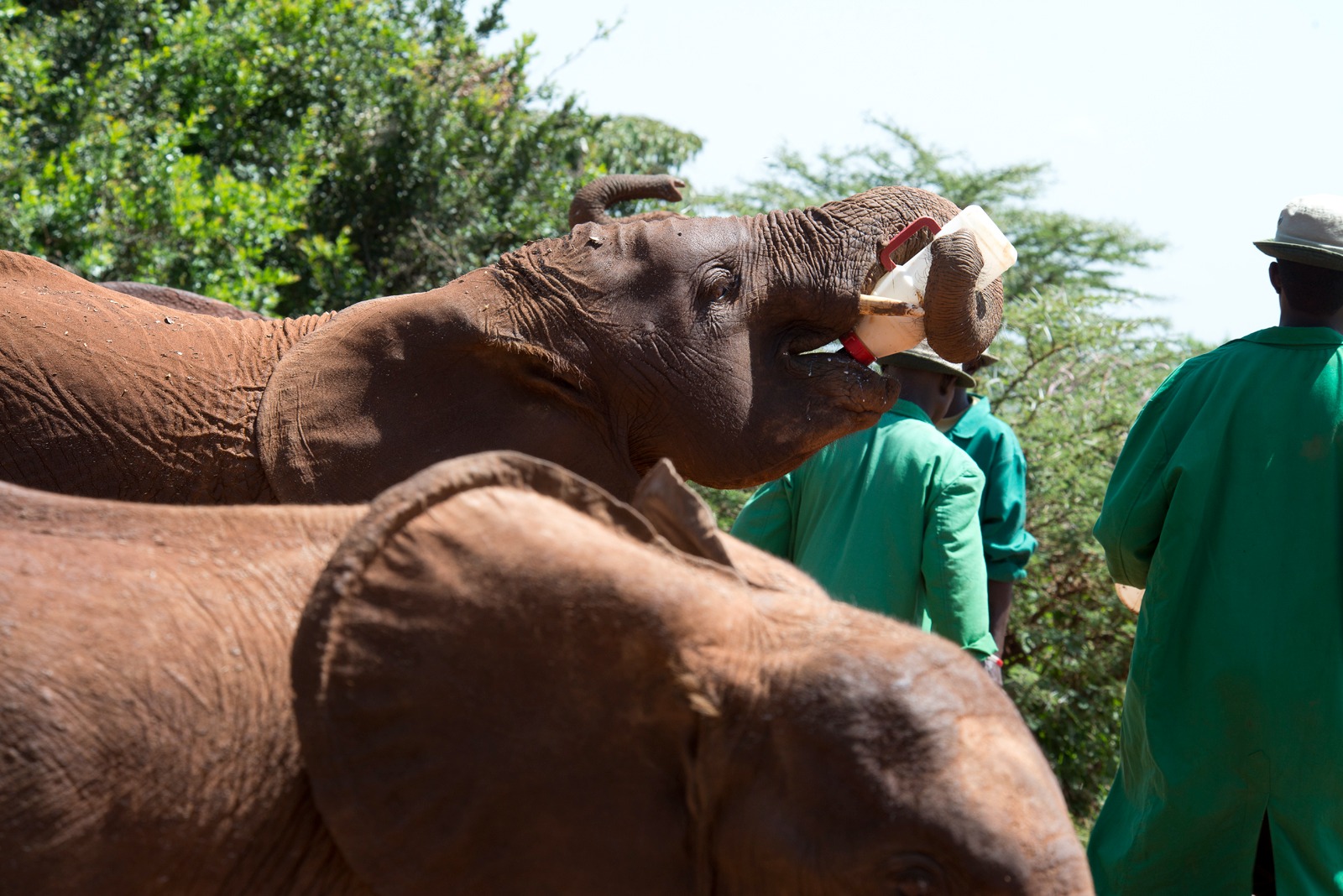 David Sheldrick Elephant Orphanage