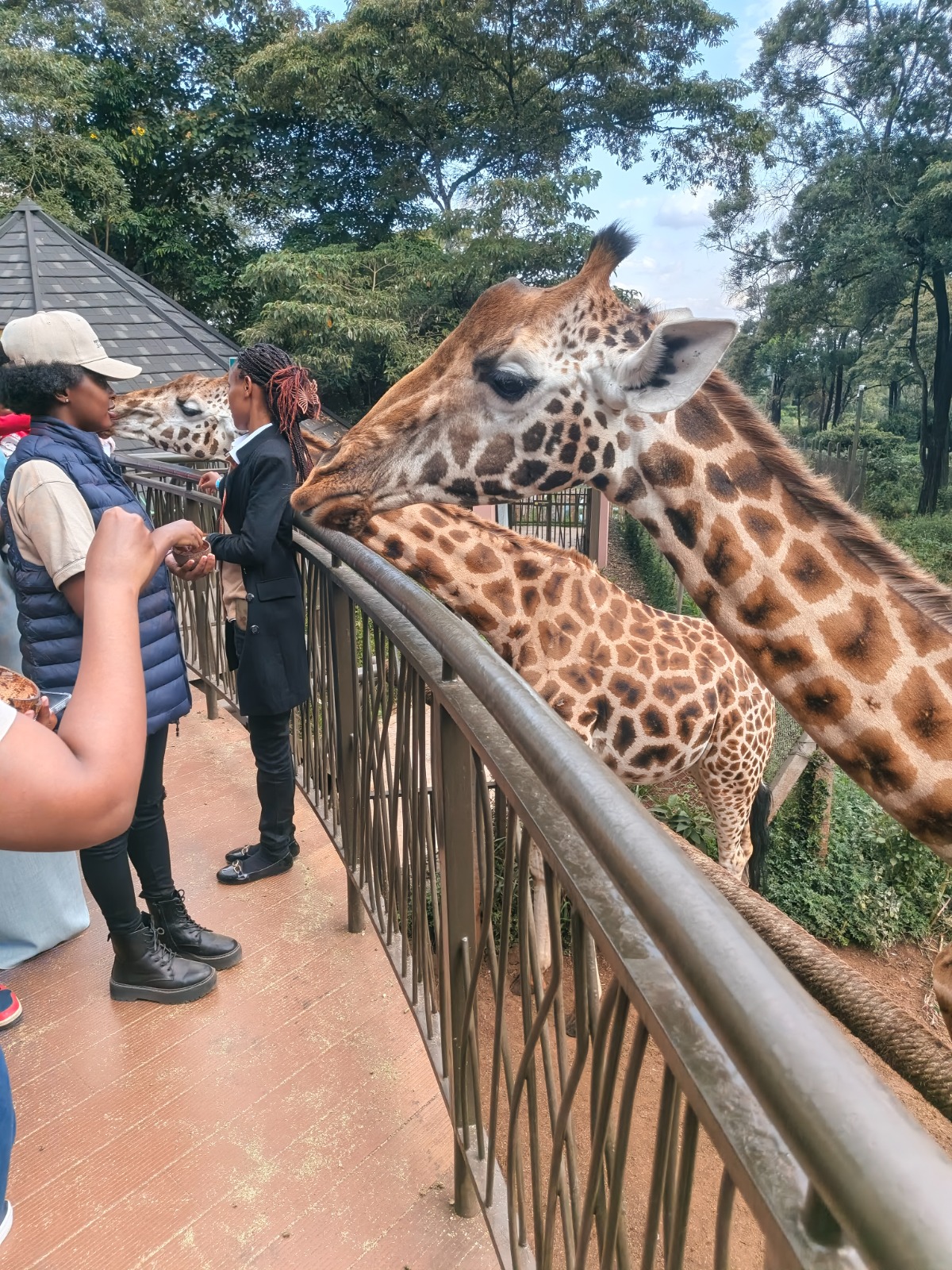 Giraffe Centre Visit